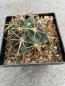 Preview: Ferocactus histrix